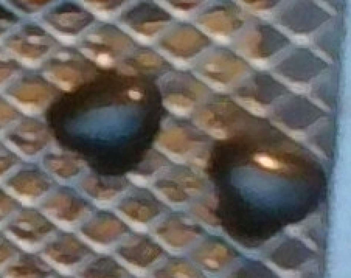 Assorted Stud Earrings