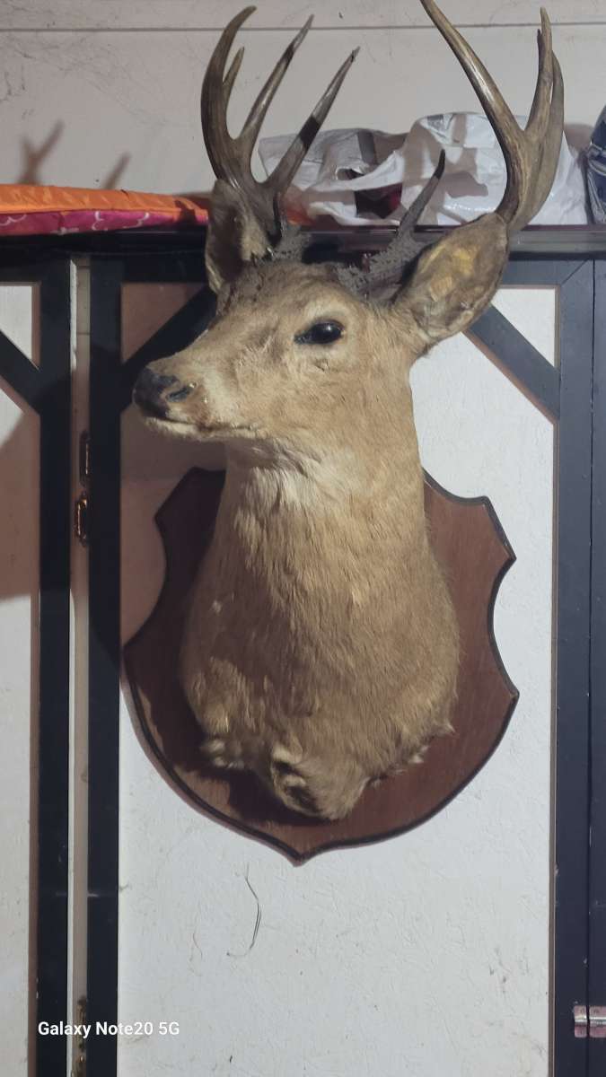 taxedermy deer head