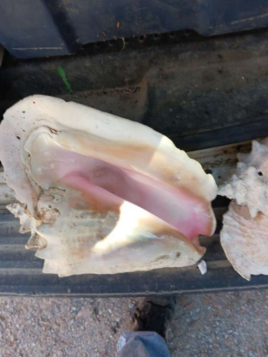 seashell