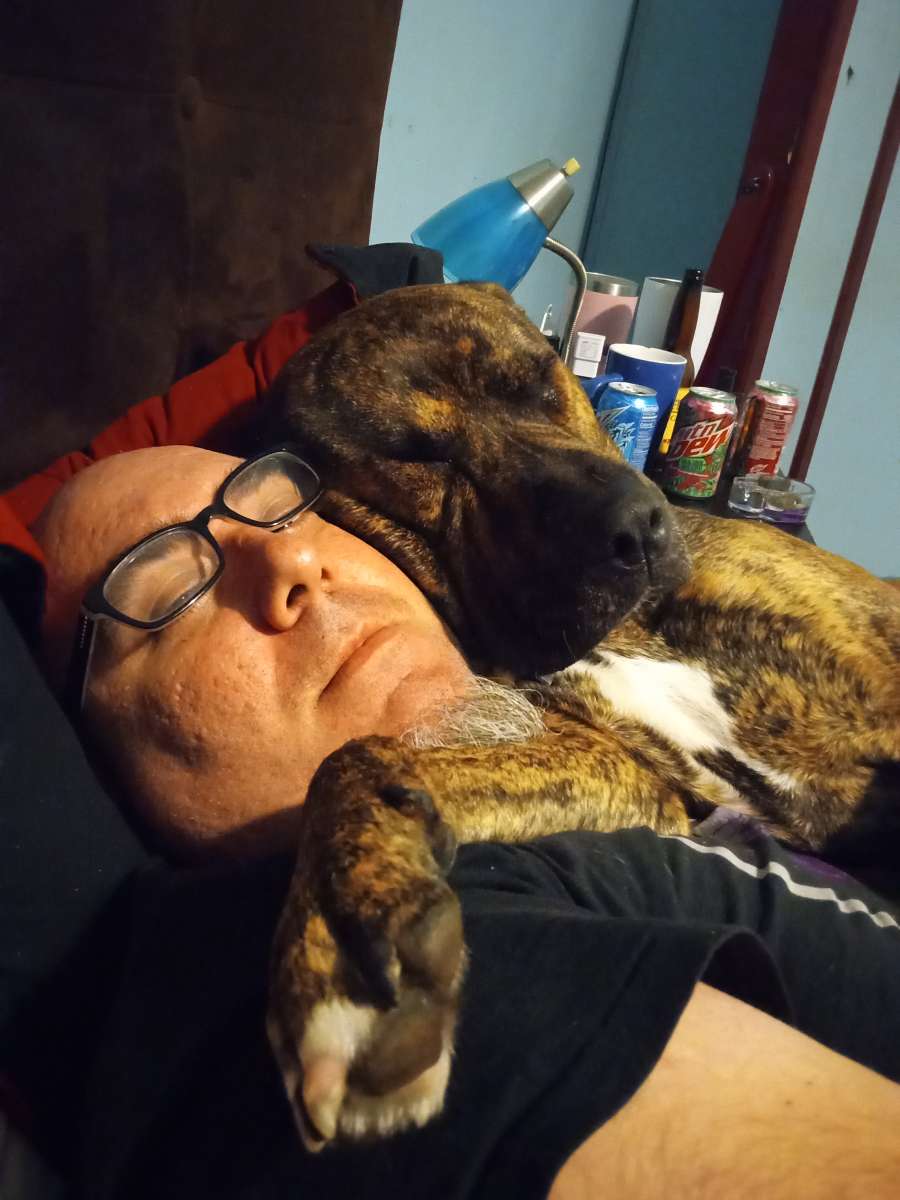 our Akita lab brindle Pitt