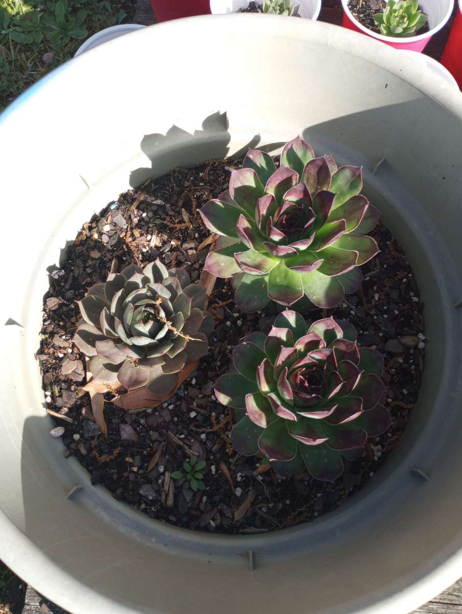 hen and chick plants and snake plants