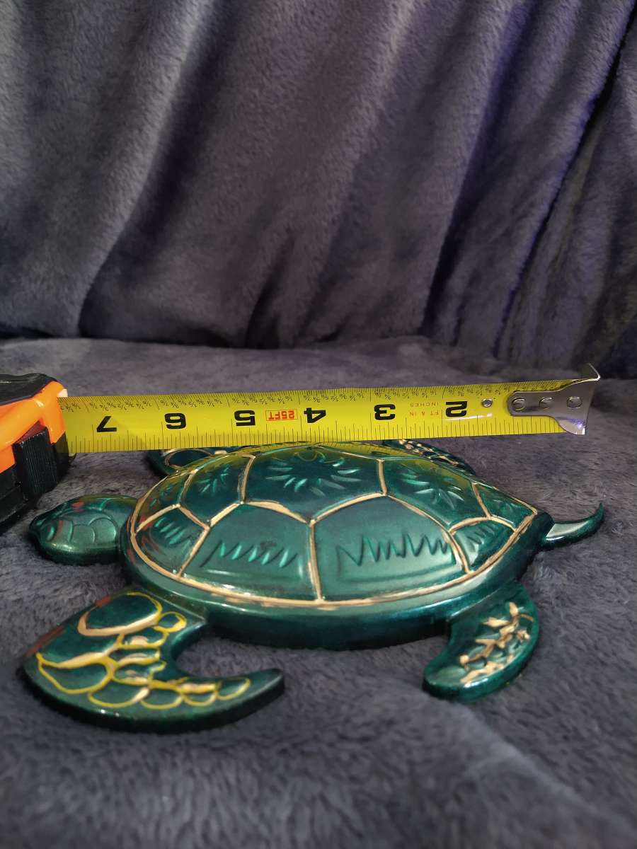 Mr turtle is looking for home