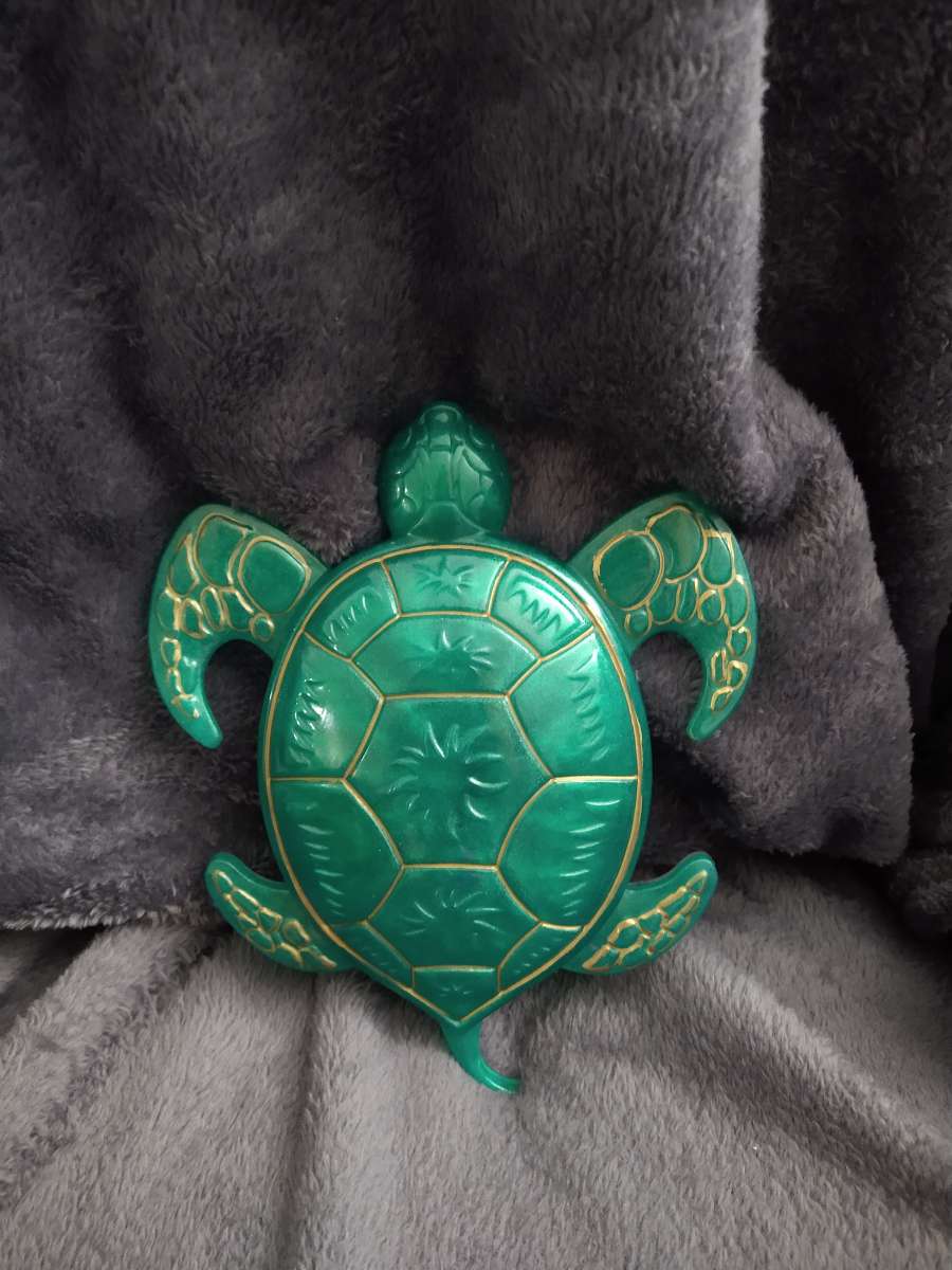 Mr turtle is looking for home