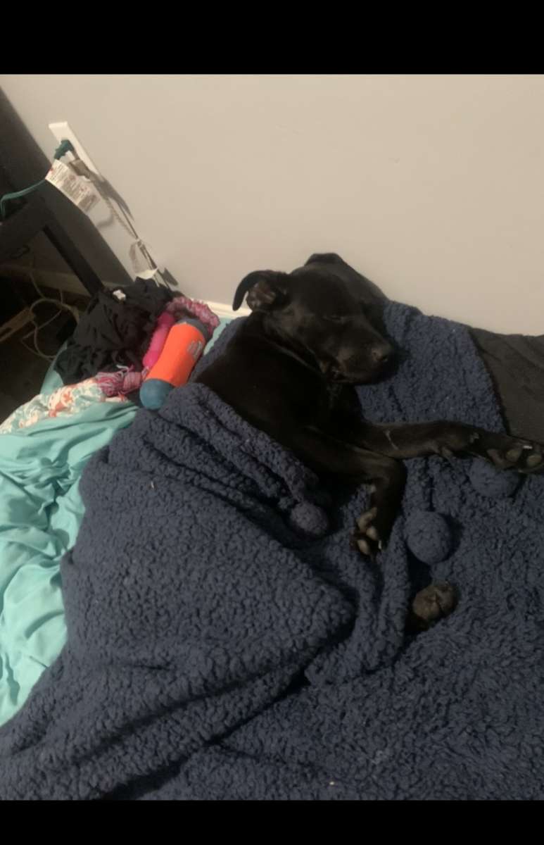 Sweet female black lab mix