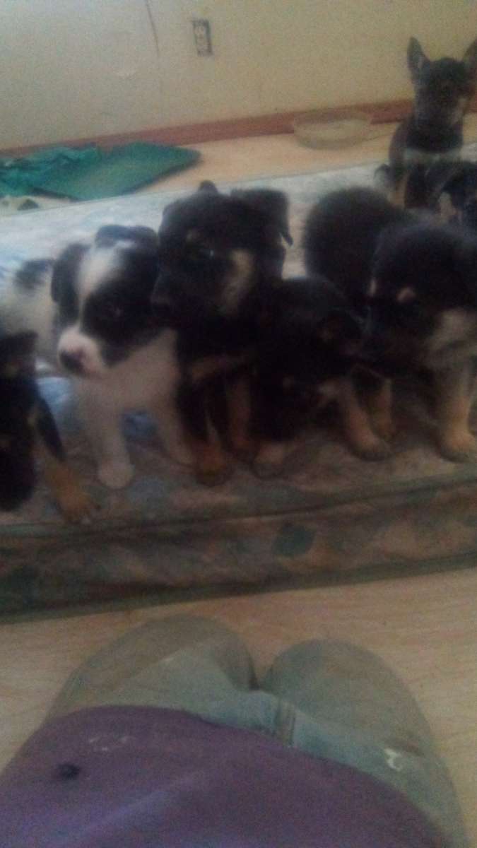 puppies