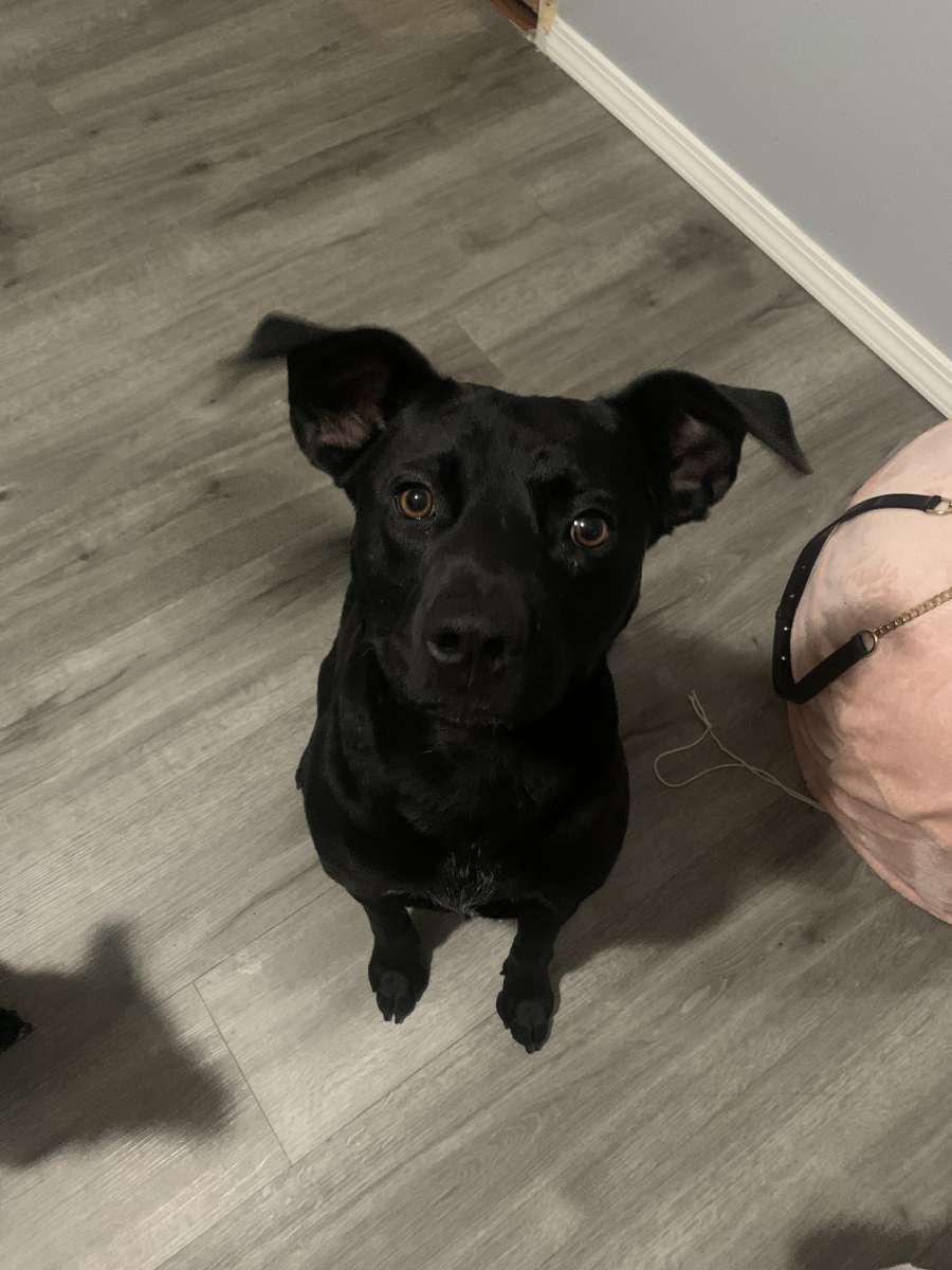 Sweet female black lab mix