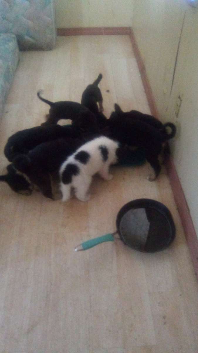 puppies