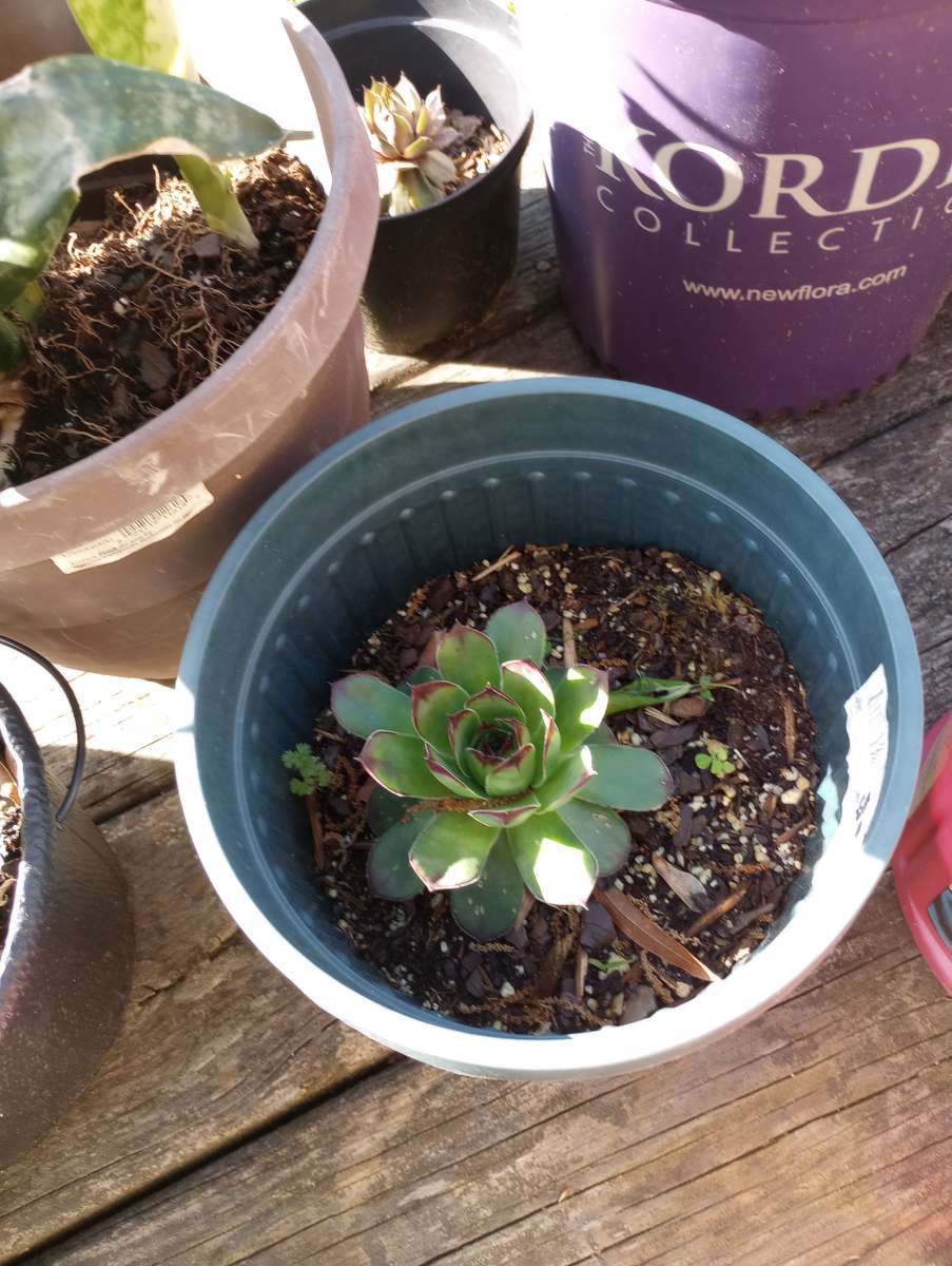 hen and chick plants and snake plants