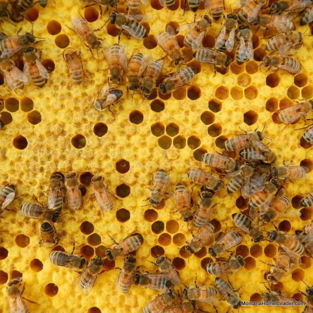 Free Bee Inspection and Removal ClovisFresnoSangerTollhouse