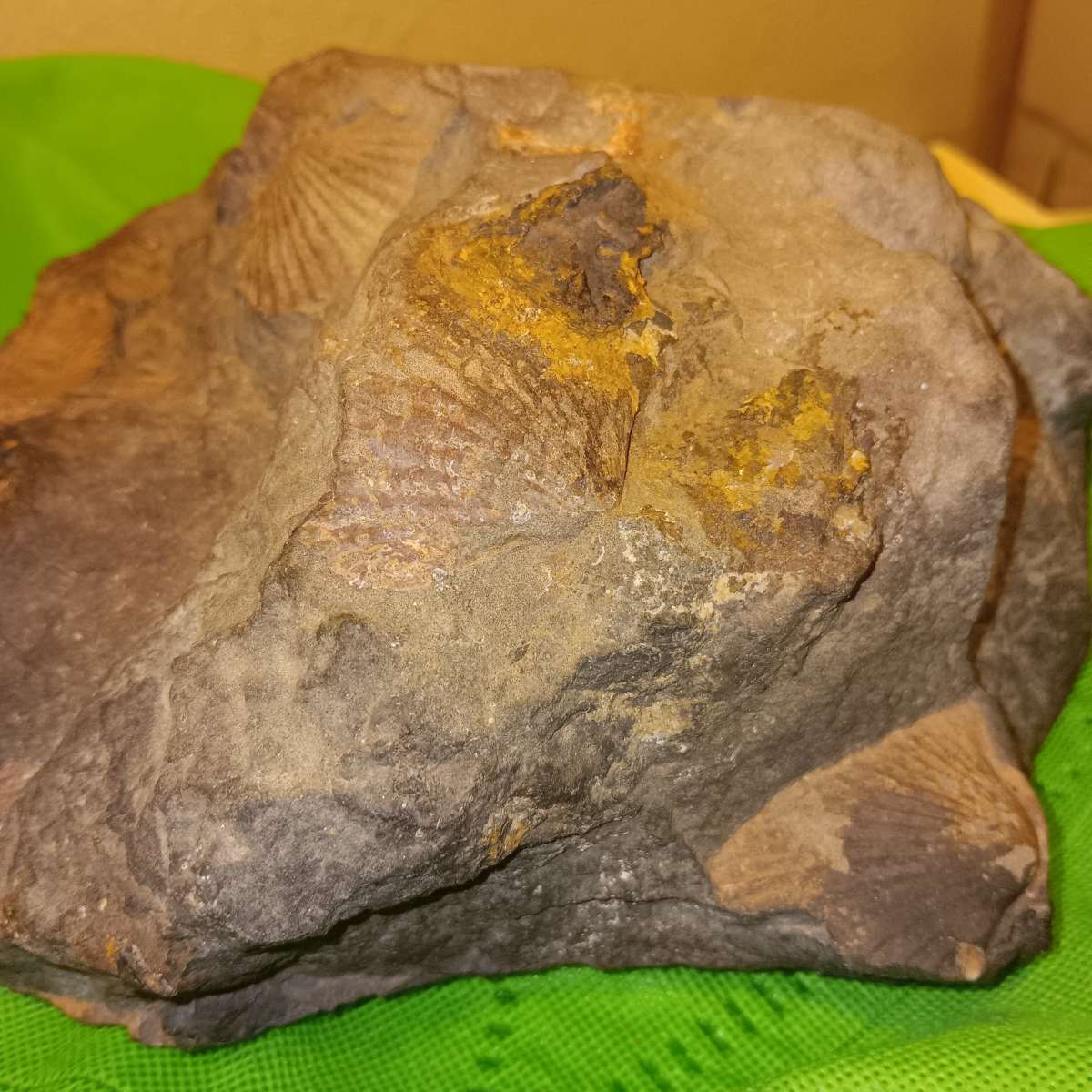 fossil