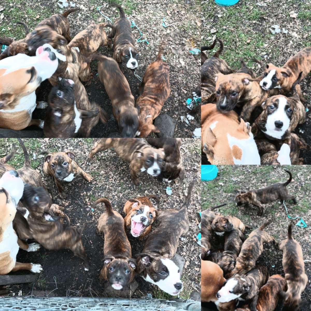 ole pit bulldogge pups