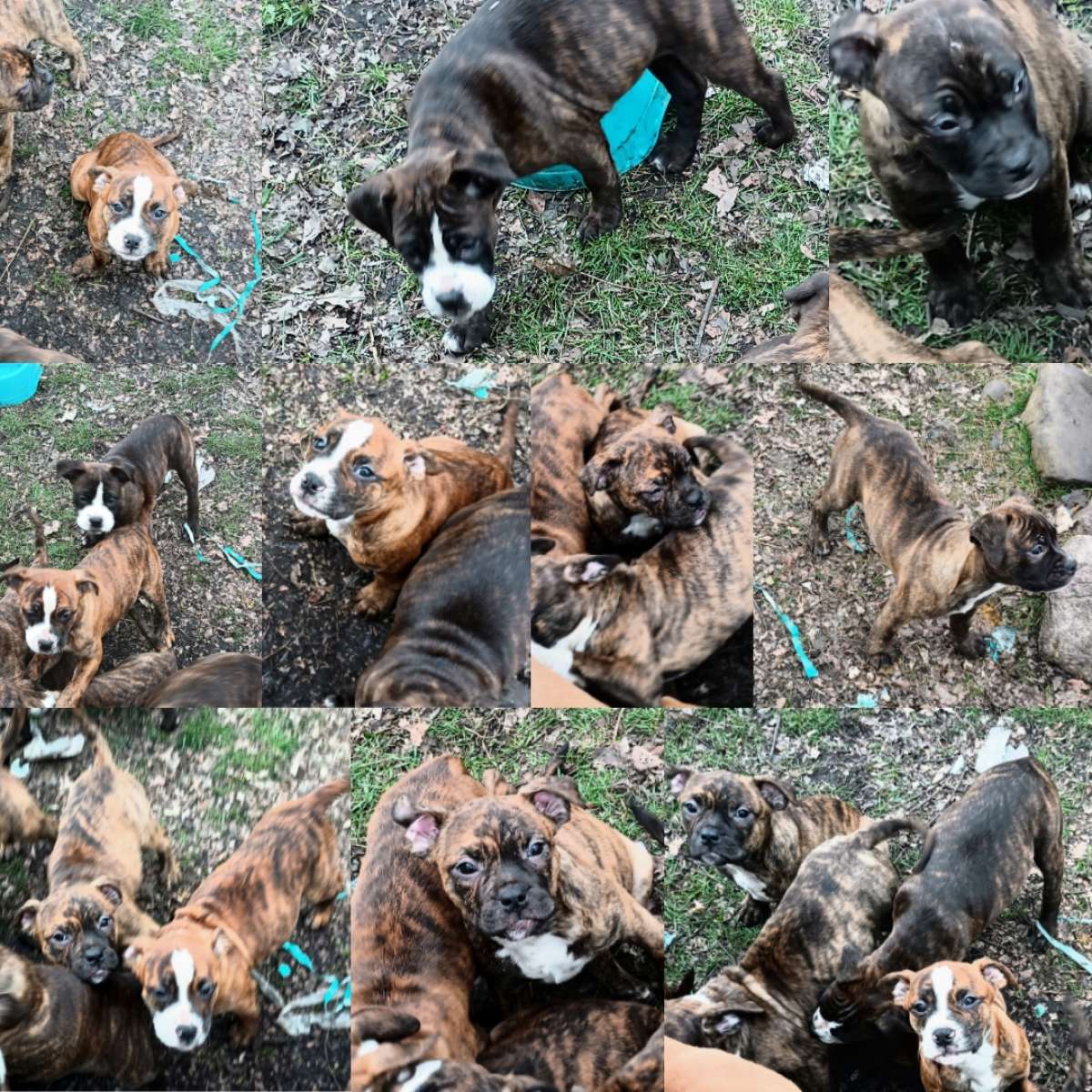 ole pit bulldogge pups