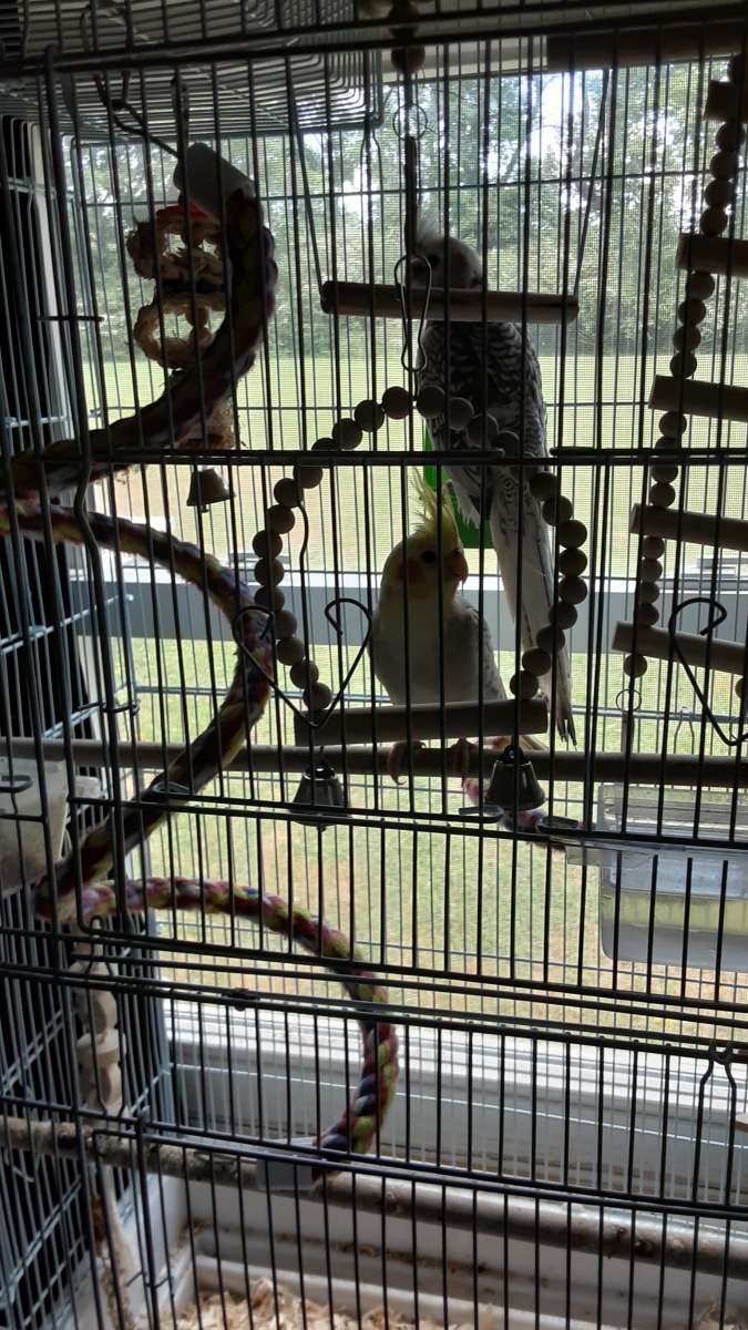 1 male cocktail and 1 female