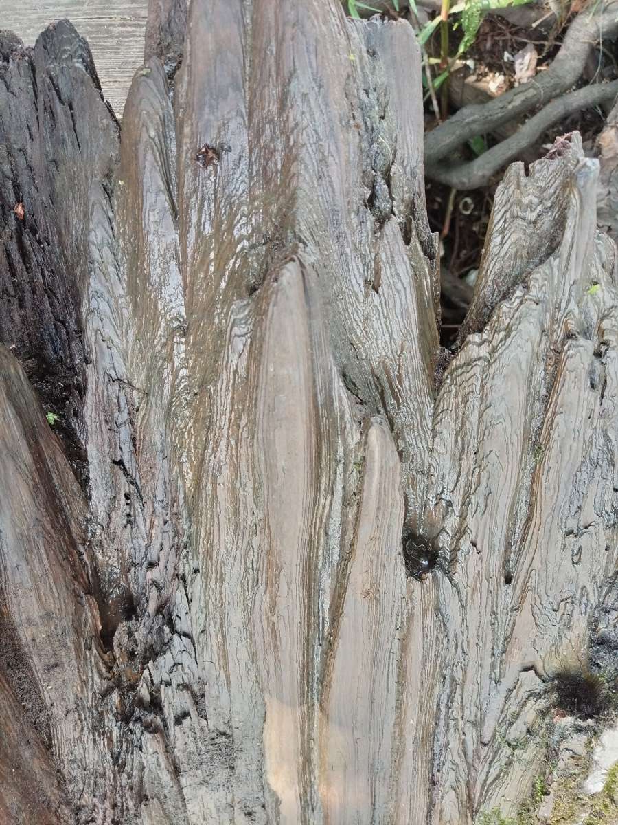 cypress driftwood