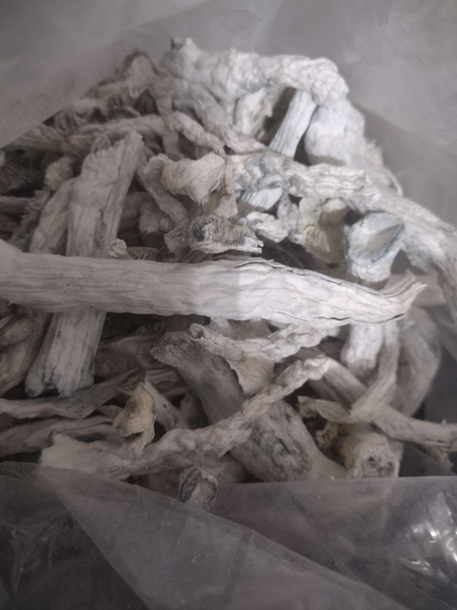 8th of spiritual mushrooms