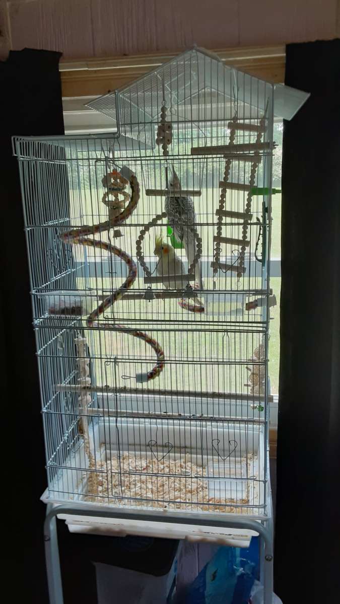 1 male cocktail and 1 female