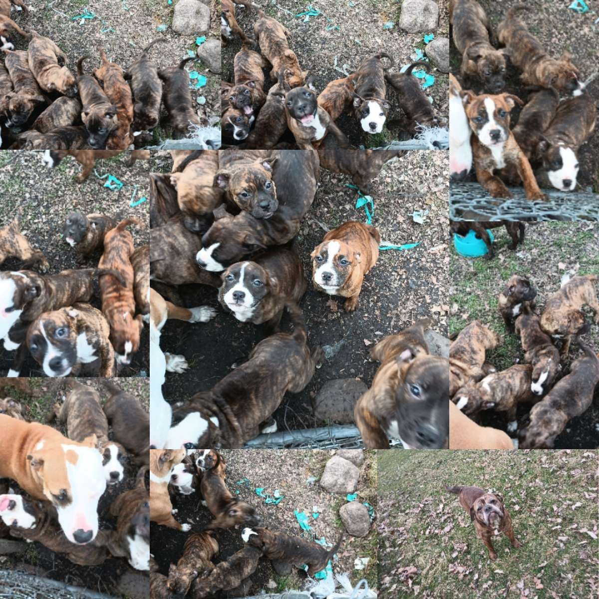 ole pit bulldogge pups