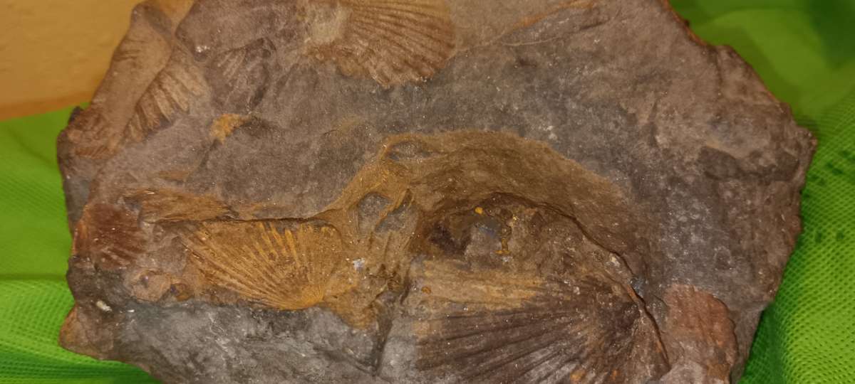 fossil