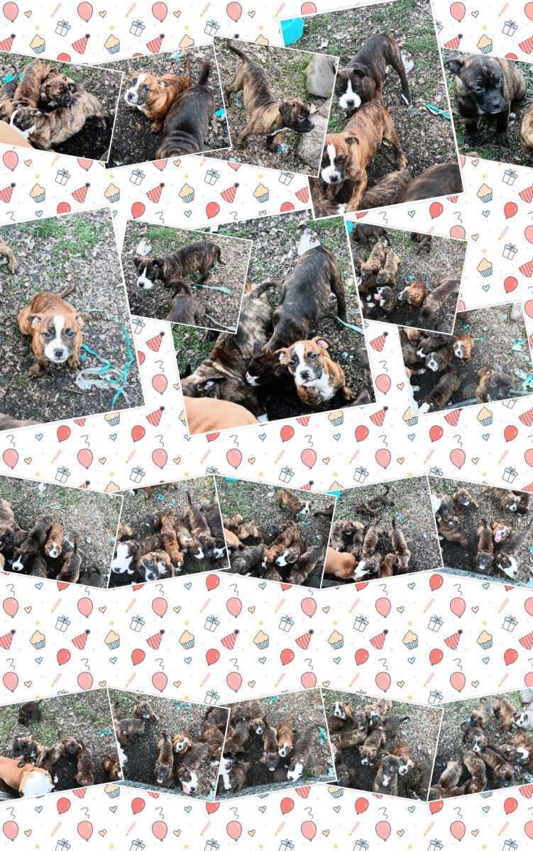 ole pit bulldogge pups