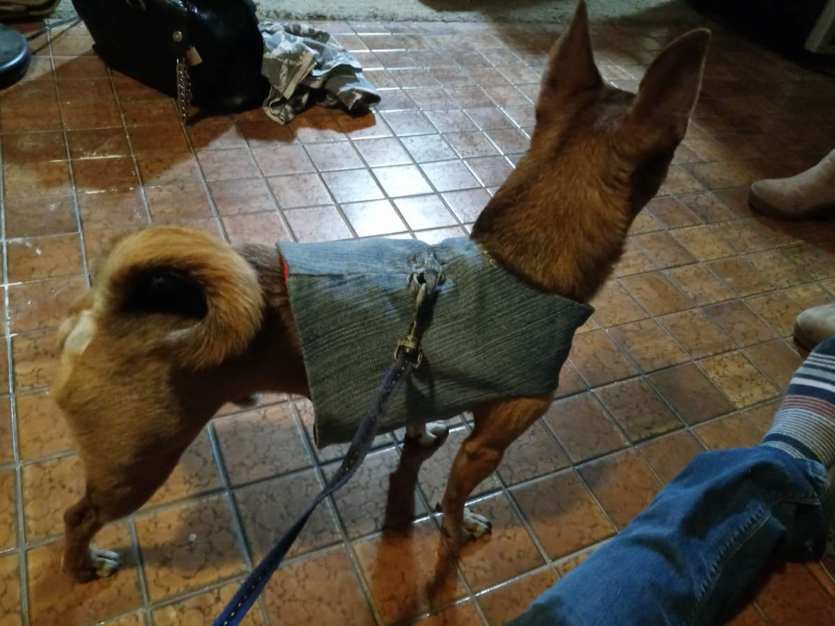 Reversible Jacket harness For Medium Small Dog