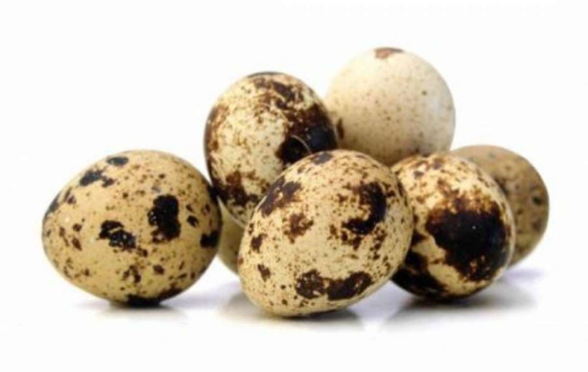Fresh Quail eggs  Huevos de Cordoniz