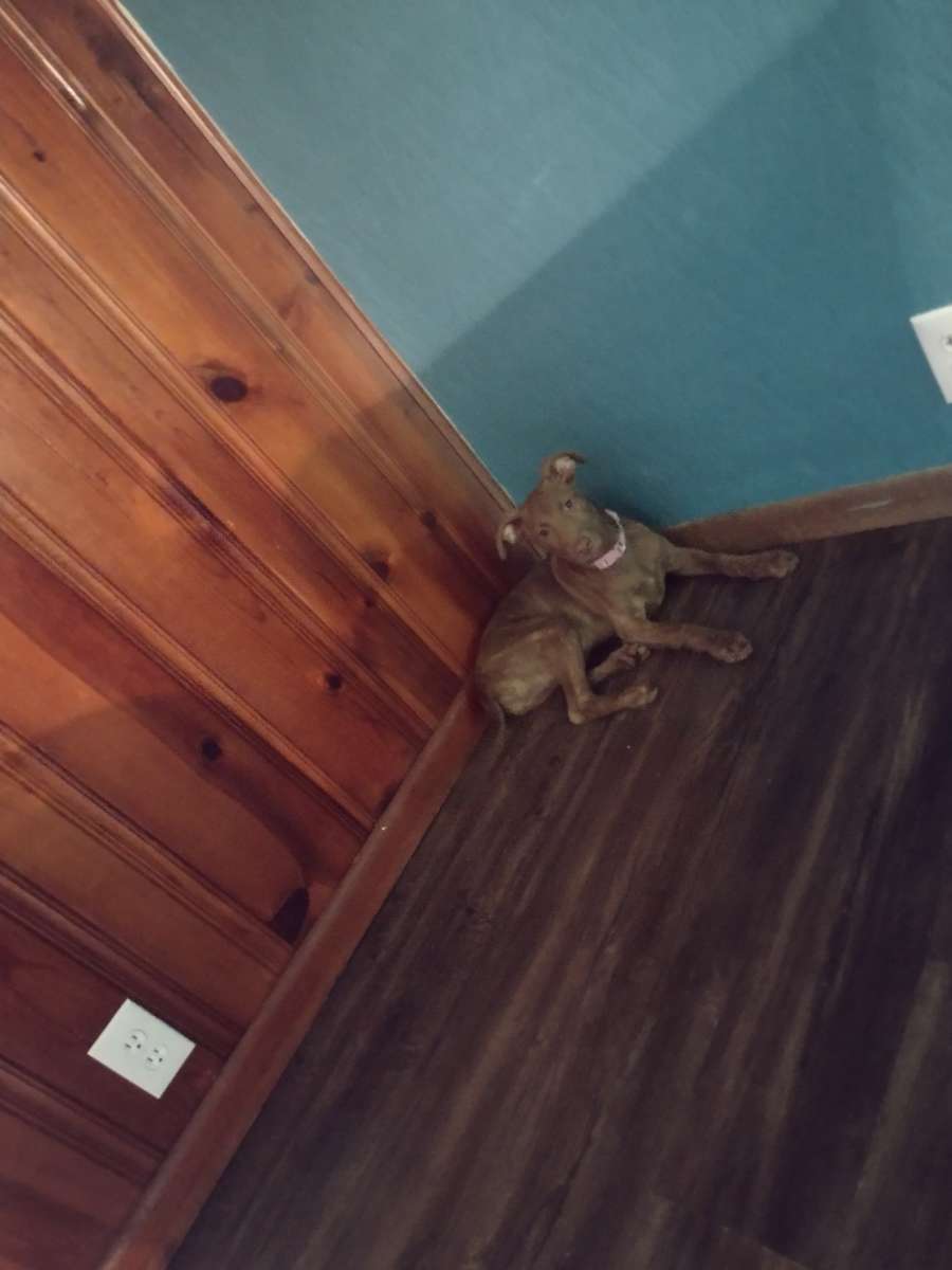 German Shepherd pitbull mix