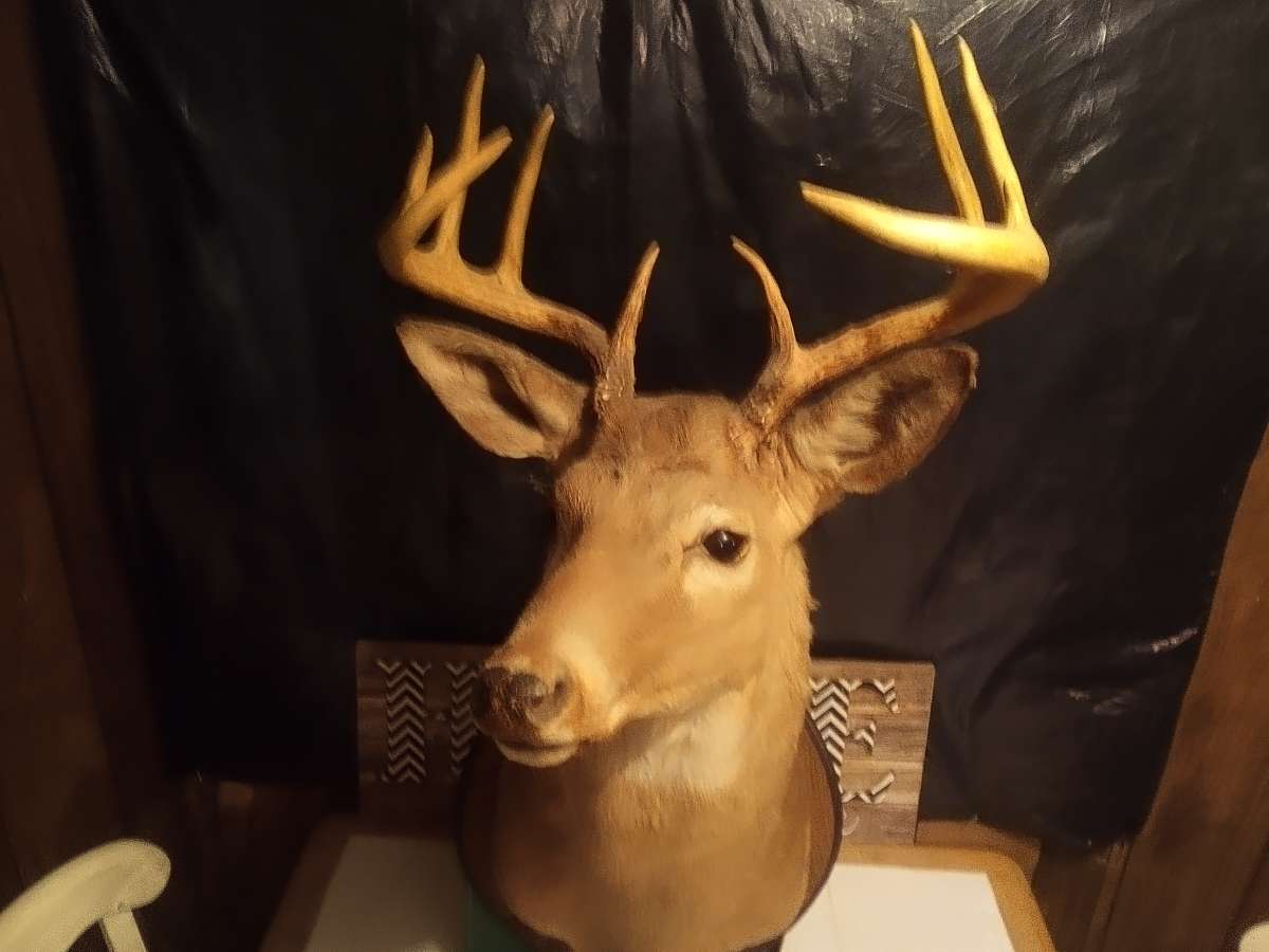 1981 Mounted White tail Deer