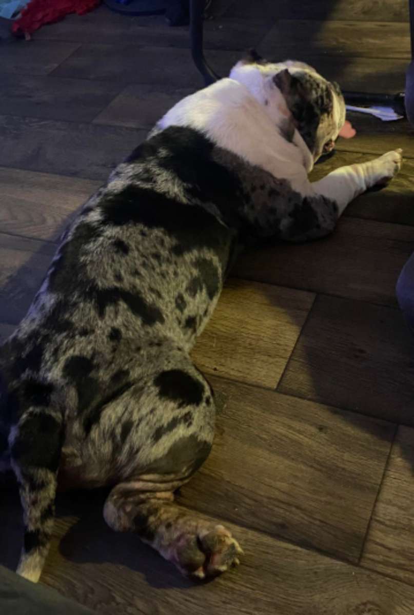 bulldog and pocket bully