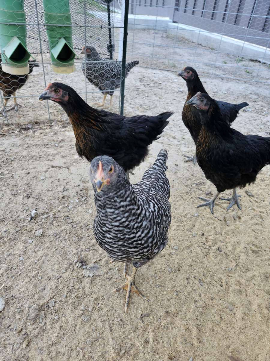 farm fresh eggs