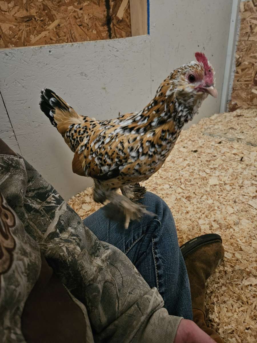 farm fresh eggs