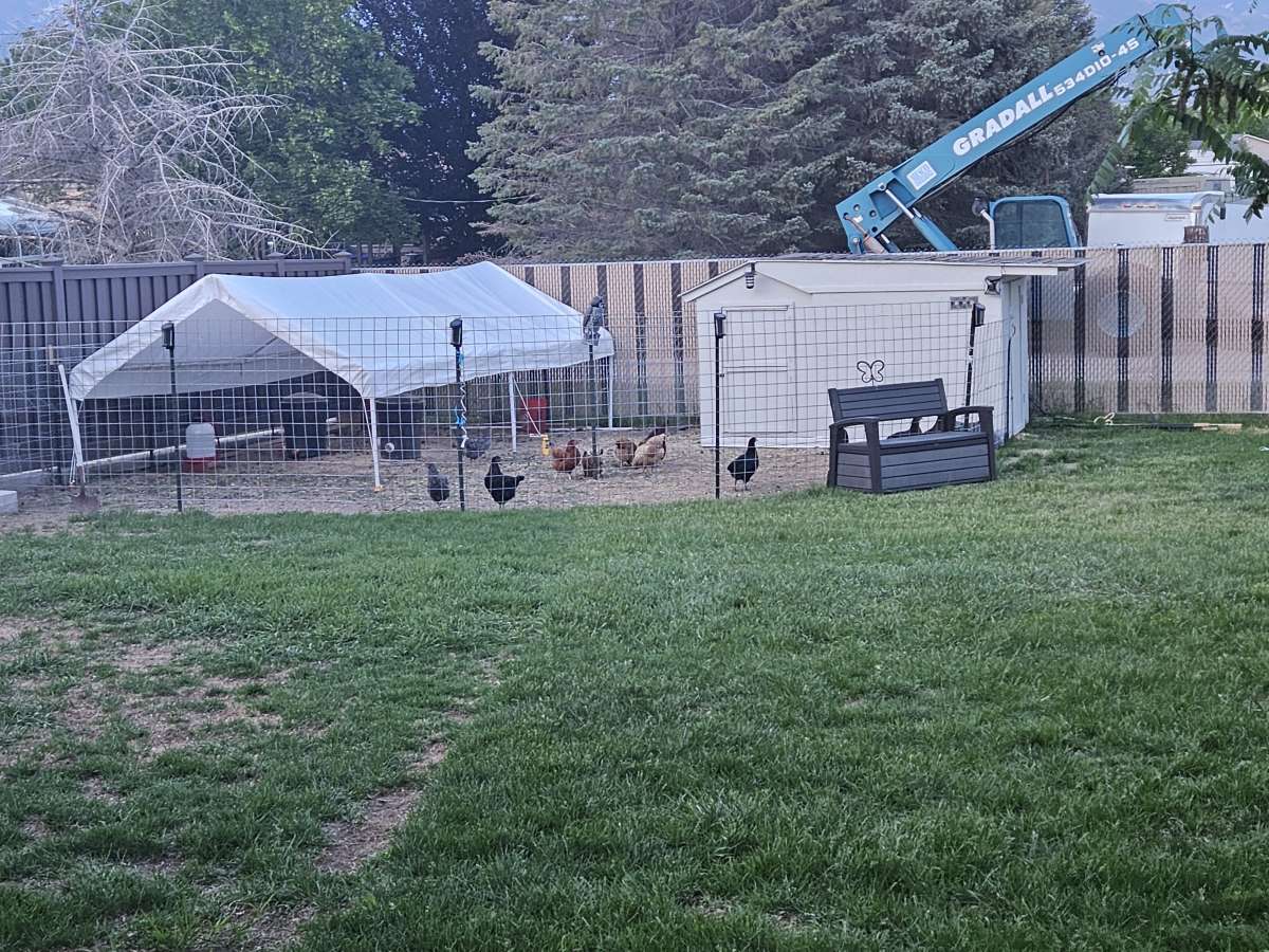 farm fresh eggs