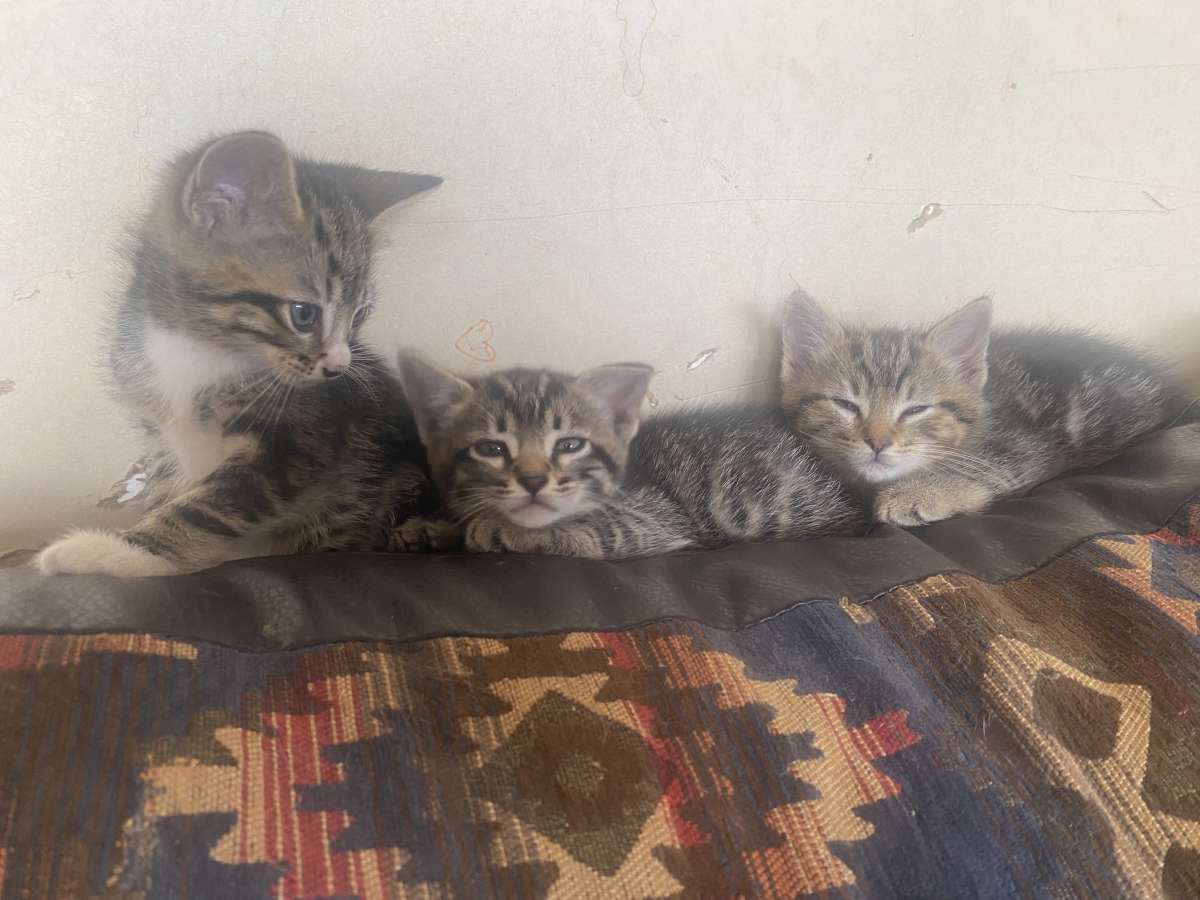 kittens