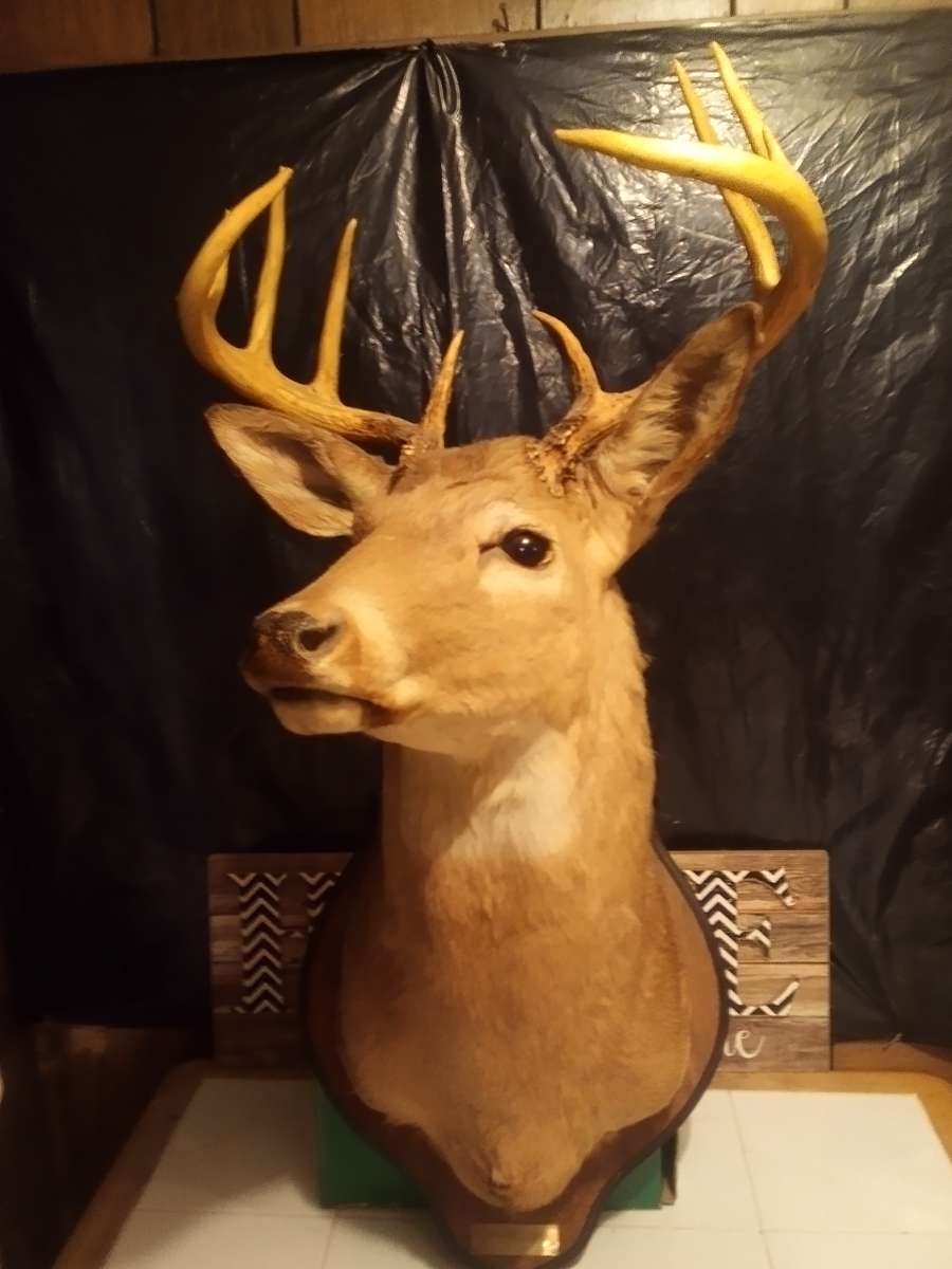 1981 Mounted White tail Deer