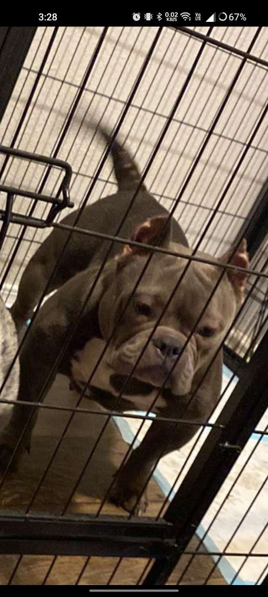 bulldog and pocket bully