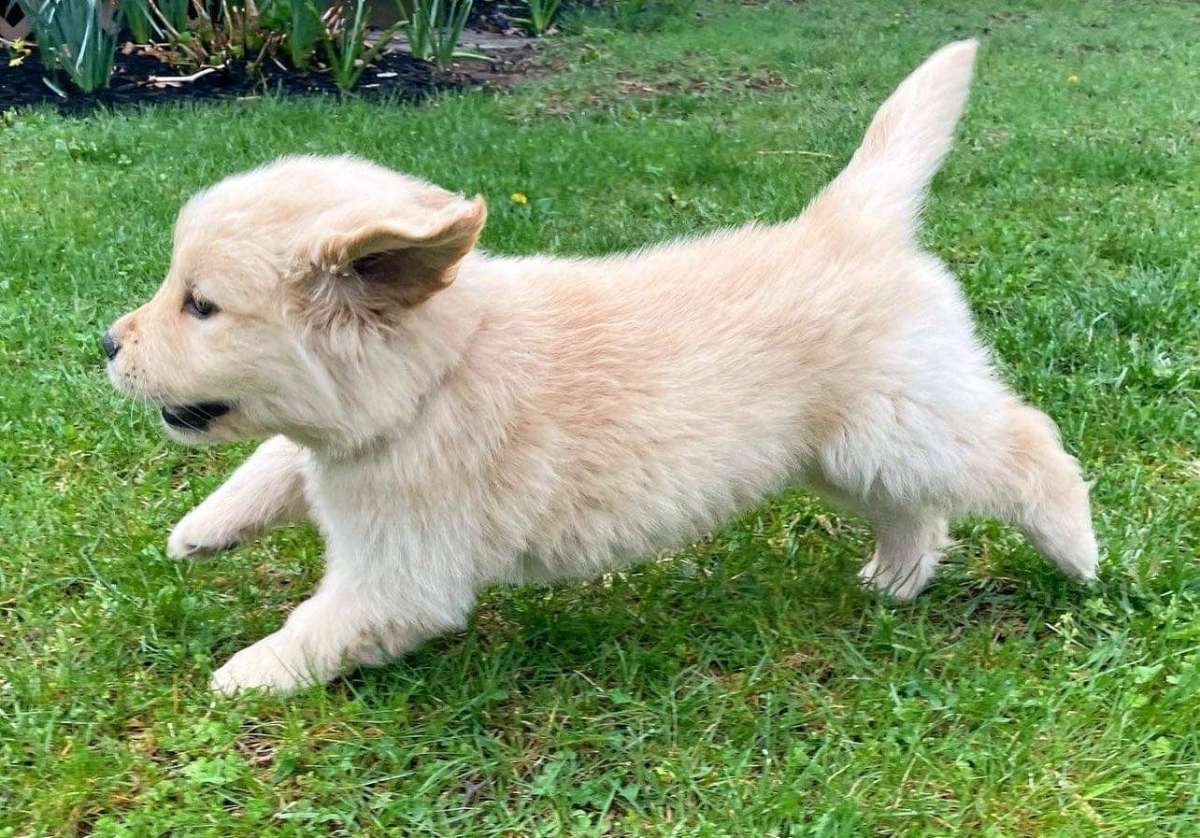 golden retriever puppy