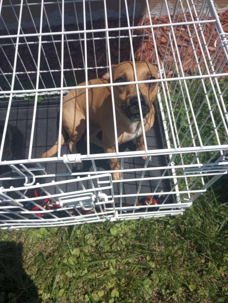 almost 1yr old Chihuahua