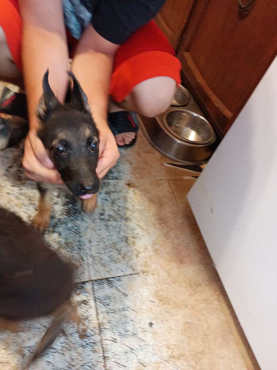 11 weeks old pure breed German Shepherds puppies