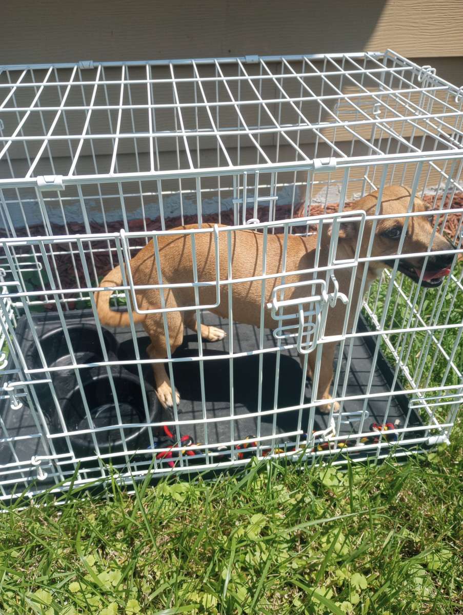 almost 1yr old Chihuahua