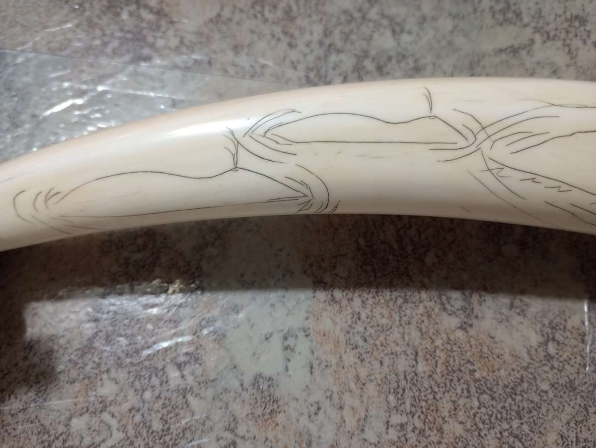 Authentic PreBan Alaskan Inuit Scrimshaw Handicraft Art