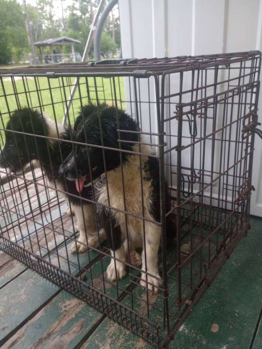 Border Collies puppies