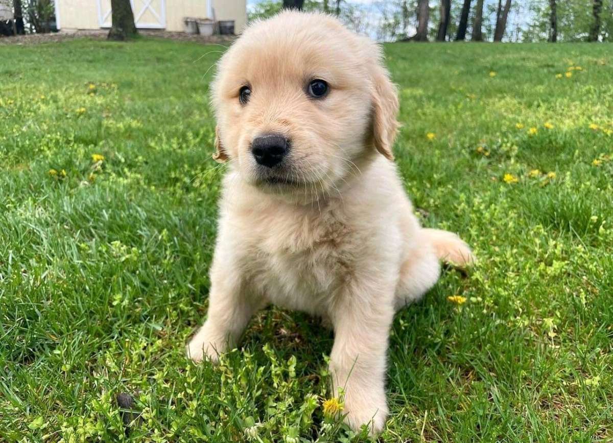 golden retriever puppy