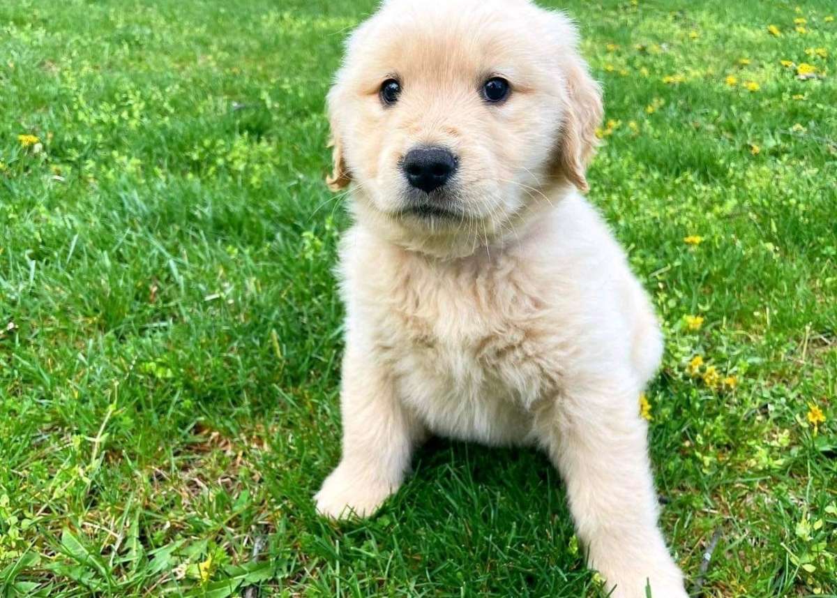 golden retriever puppy
