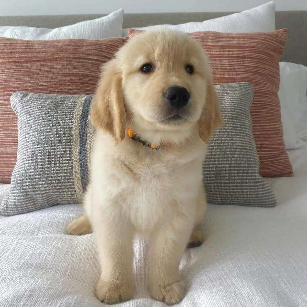 golden retriever puppy