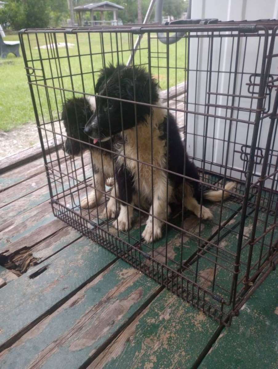 Border Collies puppies