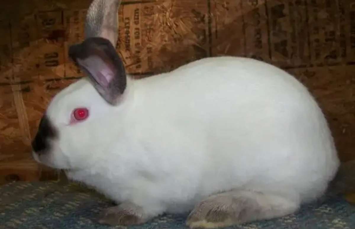 my name is buddy  house rabbit uses kitty litter