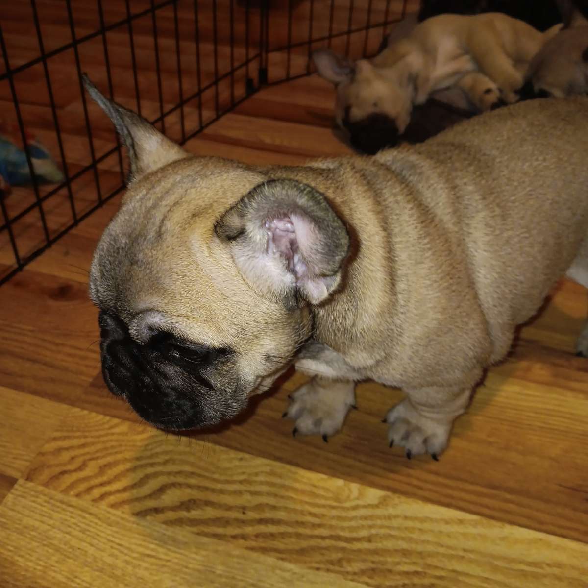 french bulldog puppies
