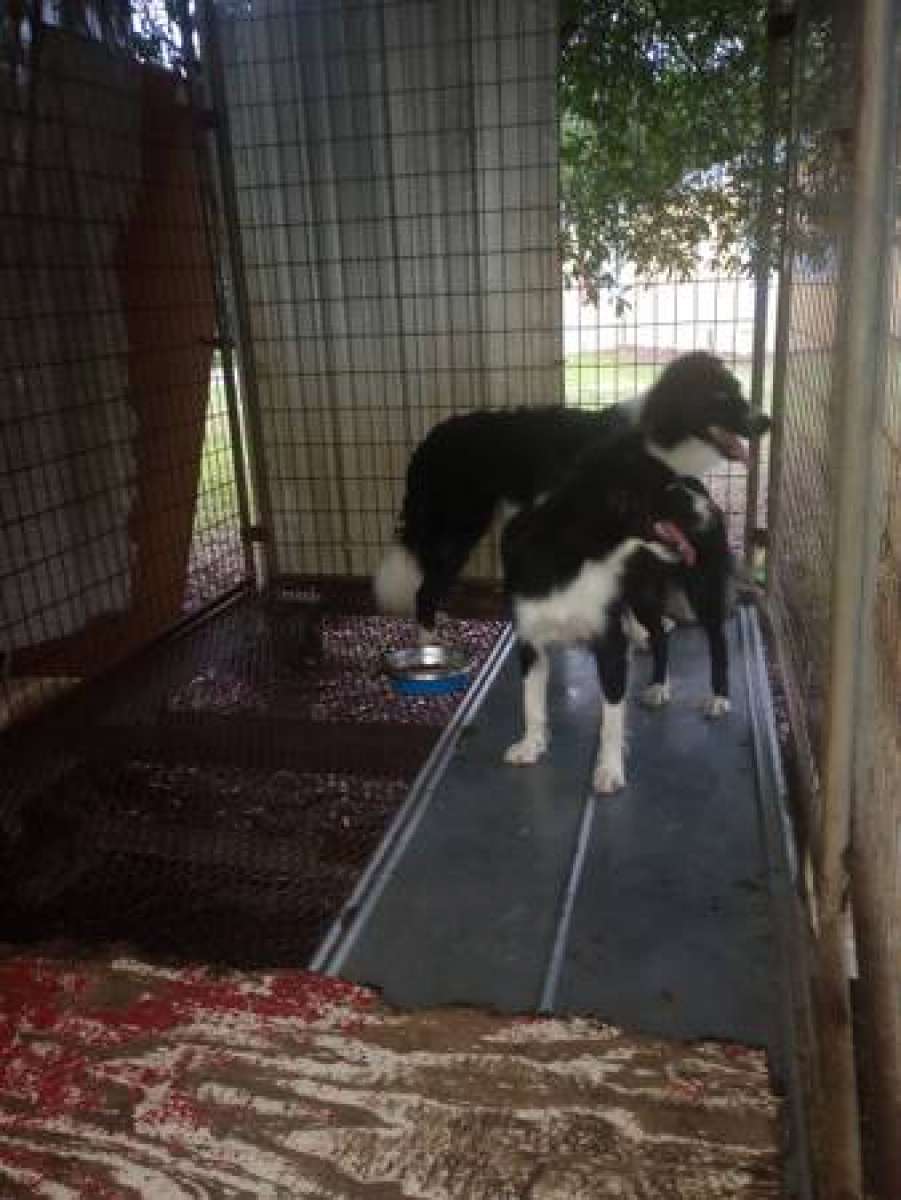 Border Collies puppies
