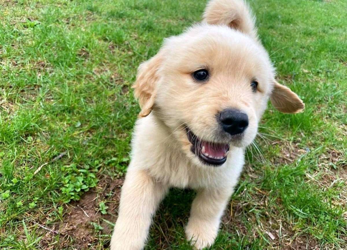 golden retriever puppy
