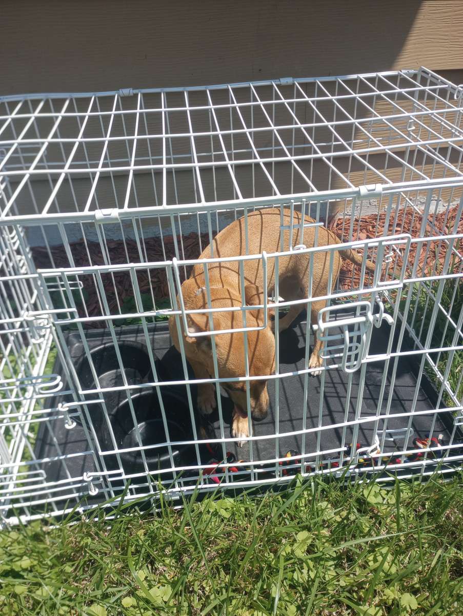 almost 1yr old Chihuahua