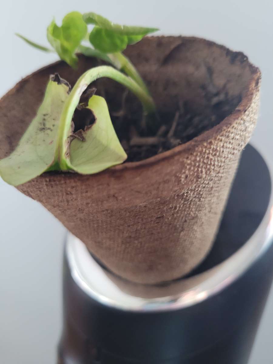 house  plant
